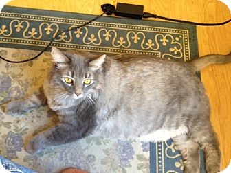 Maine Coon Cat for Sale in Laguna Woods, California - Minnie Maine Coon Cat for Sale in Laguna Woods, California - Minnie