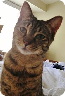 Domestic Shorthair Cat for Sale in Sterling, Virginia - Sarah Domestic Shorthair Cat for Sale in Sterling, Virginia - Sarah