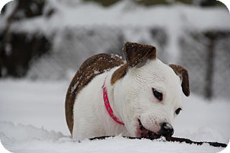 American Pit Bull Terrier Mix Puppy for Sale in North Middletown, New Jersey - Sophie American Pit Bull Terrier Mix Puppy for Sale in North Middletown, New Jersey - Sophie