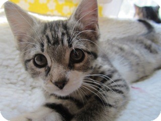 Domestic Shorthair Kitten for Sale in St. Louis, Missouri - June Domestic Shorthair Kitten for Sale in St. Louis, Missouri - June