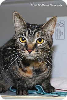 Domestic Shorthair Cat for Sale in Lincoln, Nebraska - Willow Domestic Shorthair Cat for Sale in Lincoln, Nebraska - Willow