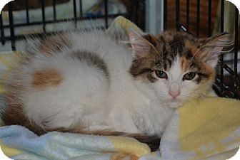 Maine Coon Kitten for Sale in Oceanside, New York - Lissa Maine Coon Kitten for Sale in Oceanside, New York - Lissa