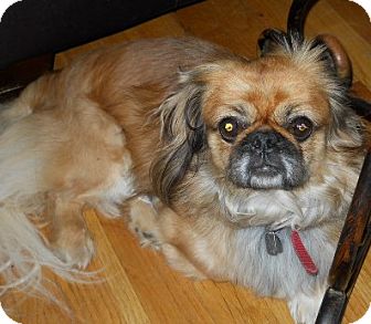 Pekingese Dog for Sale in dewey, Arizona - Goldie Pekingese Dog for Sale in dewey, Arizona - Goldie