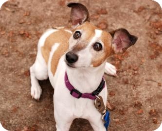 Jack Russell Terrier Dog for Sale in Kettering, Ohio - Lizzie Jack Russell Terrier Dog for Sale in Kettering, Ohio - Lizzie