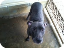 American Pit Bull Terrier Mix Dog for Sale in Athens, Georgia - Twyla American Pit Bull Terrier Mix Dog for Sale in Athens, Georgia - Twyla