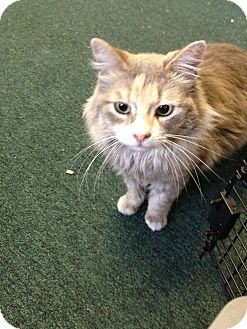 Domestic Longhair Cat for Sale in Fountain Hills, Arizona - NAHLA Domestic Longhair Cat for Sale in Fountain Hills, Arizona - NAHLA