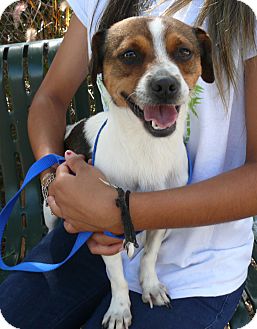 Beagle Mix Dog for Sale in Chula Vista, California - Zeke Beagle Mix Dog for Sale in Chula Vista, California - Zeke