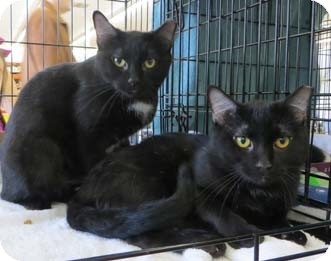 Domestic Shorthair Kitten for Sale in Merrifield, Virginia - Kiwi Domestic Shorthair Kitten for Sale in Merrifield, Virginia - Kiwi