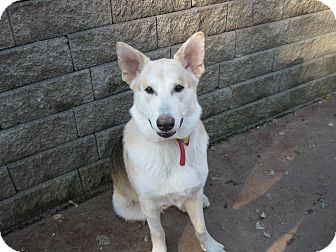 German Shepherd Dog/Husky Mix Puppy for Sale in Greeneville, Tennessee - Zeus German Shepherd Dog/Husky Mix Puppy for Sale in Greeneville, Tennessee - Zeus