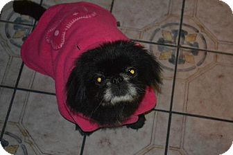 Pekingese Dog for Sale in San Diego, California - Happy Pekingese Dog for Sale in San Diego, California - Happy