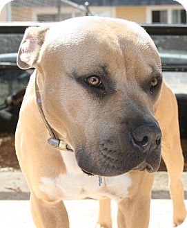American Pit Bull Terrier/Mastiff Mix Dog for Sale in Lafayette, California - Atlas- URGENT! FOSTER NEEDED! American Pit Bull Terrier/Mastiff Mix Dog for Sale in Lafayette, California - Atlas- URGENT! FOSTER NEEDED!