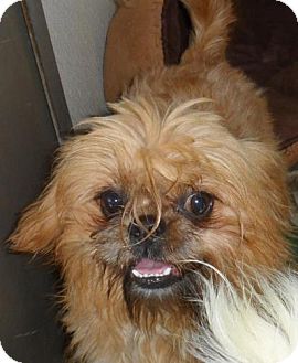 Shih Tzu/Brussels Griffon Mix Dog for Sale in Seattle, Washington - Talbot Shih Tzu/Brussels Griffon Mix Dog for Sale in Seattle, Washington - Talbot