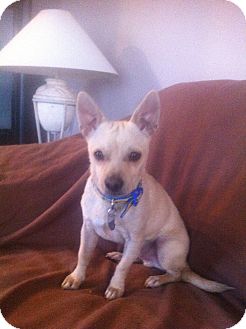 Chihuahua Mix Dog for Sale in Chandler, Arizona - Paco Chihuahua Mix Dog for Sale in Chandler, Arizona - Paco