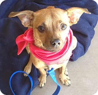 Chihuahua Mix Dog for Sale in Scottsdale, Arizona - Moose Chihuahua Mix Dog for Sale in Scottsdale, Arizona - Moose