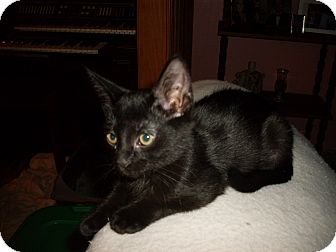 Domestic Shorthair Kitten for Sale in Kirkwood, Delaware - Luna Domestic Shorthair Kitten for Sale in Kirkwood, Delaware - Luna