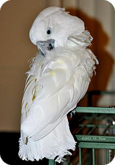 Cockatoo for Sale in Shawnee Mission, Kansas - Barley Cockatoo for Sale in Shawnee Mission, Kansas - Barley