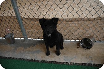 Chow Chow Mix Puppy for Sale in san antonio, Texas - Annie Chow Chow Mix Puppy for Sale in san antonio, Texas - Annie