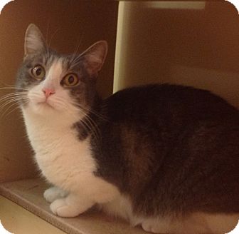 Domestic Shorthair Cat for Sale in Modesto, California - Holly Domestic Shorthair Cat for Sale in Modesto, California - Holly