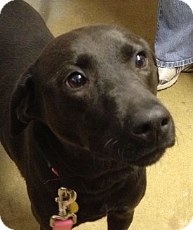 Labrador Retriever Mix Dog for Sale in Richmond, Virginia - Lucy Labrador Retriever Mix Dog for Sale in Richmond, Virginia - Lucy