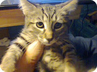 Domestic Shorthair Kitten for Sale in Seminole, Florida - Nero Domestic Shorthair Kitten for Sale in Seminole, Florida - Nero