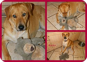 Labrador Retriever Mix Dog for Sale in hollywood, Florida - rocket Labrador Retriever Mix Dog for Sale in hollywood, Florida - rocket