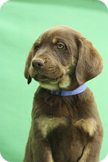 Shepherd (Unknown Type)/Labrador Retriever Mix Puppy for Sale in Broomfield, Colorado - Brownie Shepherd (Unknown Type)/Labrador Retriever Mix Puppy for Sale in Broomfield, Colorado - Brownie