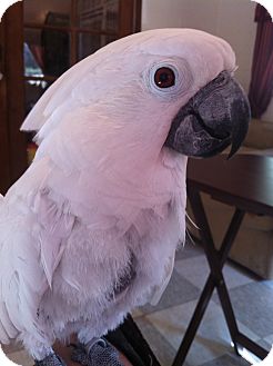 Cockatoo for Sale in Punta Gorda, Florida - Bonnie Cockatoo for Sale in Punta Gorda, Florida - Bonnie