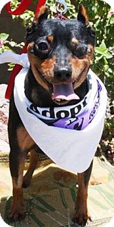 Miniature Pinscher Dog for Sale in Gilbert, Arizona - Nigel Miniature Pinscher Dog for Sale in Gilbert, Arizona - Nigel
