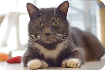 American Shorthair Cat for Sale in Victor, New York - Ernie American Shorthair Cat for Sale in Victor, New York - Ernie