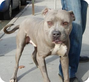 Pit Bull Terrier Mix Puppy for Sale in Brooklyn, New York - Mongo Pit Bull Terrier Mix Puppy for Sale in Brooklyn, New York - Mongo