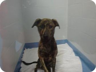 Plott Hound Mix Dog for Sale in Gainesville, Florida - Carrot Plott Hound Mix Dog for Sale in Gainesville, Florida - Carrot