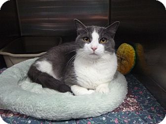 Domestic Shorthair Cat for Sale in St. Petersburg, Florida - Gucci Domestic Shorthair Cat for Sale in St. Petersburg, Florida - Gucci