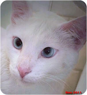 Oriental Cat for Sale in Encino, California - SIMON Oriental Cat for Sale in Encino, California - SIMON