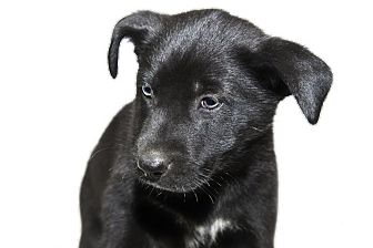 Labrador Retriever/Golden Retriever Mix Puppy for Sale in Glastonbury, Connecticut - Mandy~meet me~ Labrador Retriever/Golden Retriever Mix Puppy for Sale in Glastonbury, Connecticut - Mandy~meet me~
