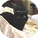 Domestic Shorthair Kitten for Sale in Vancouver, British Columbia - Corona Domestic Shorthair Kitten for Sale in Vancouver, British Columbia - Corona