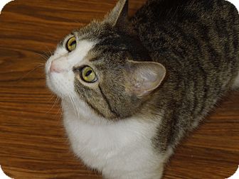 Domestic Shorthair Cat for Sale in Medina, Ohio - Angelina Domestic Shorthair Cat for Sale in Medina, Ohio - Angelina