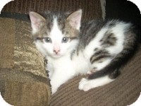 Domestic Shorthair Kitten for Sale in Horsham, Pennsylvania - Cody Domestic Shorthair Kitten for Sale in Horsham, Pennsylvania - Cody