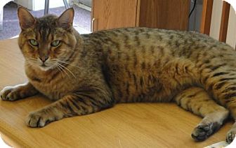 Bengal Cat for Sale in Salem, New Hampshire - Scotty Bengal Cat for Sale in Salem, New Hampshire - Scotty