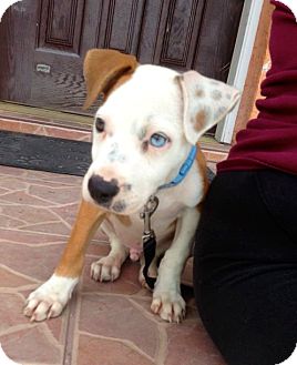 American Bulldog Mix Puppy for Sale in Miami, Florida - Glenn American Bulldog Mix Puppy for Sale in Miami, Florida - Glenn