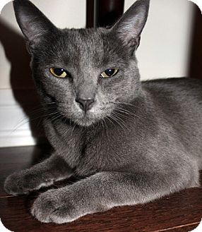 Russian Blue Cat for Sale in Mississauga, Ontario, Ontario - Briseis Russian Blue Cat for Sale in Mississauga, Ontario, Ontario - Briseis