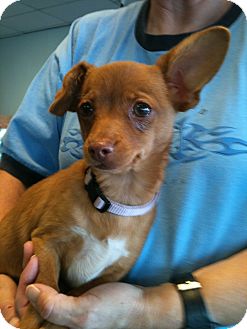 Terrier (Unknown Type, Small)/Chihuahua Mix Puppy for Sale in Phoenix, Arizona - Evie Terrier (Unknown Type, Small)/Chihuahua Mix Puppy for Sale in Phoenix, Arizona - Evie