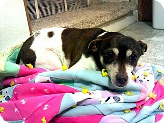 Rat Terrier Mix Dog for Sale in Prole, Iowa - Wendy Rat Terrier Mix Dog for Sale in Prole, Iowa - Wendy