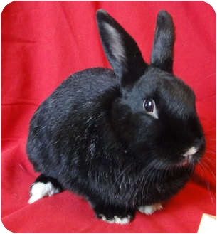 Other/Unknown Mix for Sale in Los Angeles, California - Pony Other/Unknown Mix for Sale in Los Angeles, California - Pony