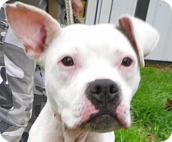 Boxer/Ibizan Hound Mix Dog for Sale in Brookville, Indiana - Chippie Boxer/Ibizan Hound Mix Dog for Sale in Brookville, Indiana - Chippie
