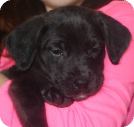 Labrador Retriever Mix Puppy for Sale in Marlton, New Jersey - Baby Cocoa Labrador Retriever Mix Puppy for Sale in Marlton, New Jersey - Baby Cocoa