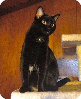 Domestic Shorthair Cat for Sale in San Diego, California - Pria Domestic Shorthair Cat for Sale in San Diego, California - Pria