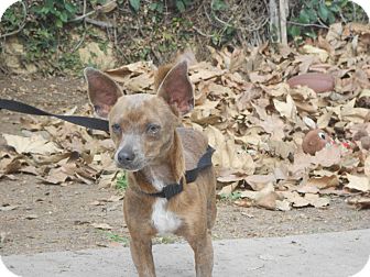 Chihuahua Mix Puppy for Sale in Chula Vista, California - Gunther Chihuahua Mix Puppy for Sale in Chula Vista, California - Gunther