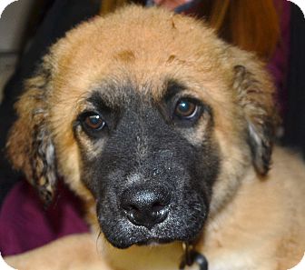 Shepherd (Unknown Type)/Great Pyrenees Mix Puppy for Sale in Homewood, Alabama - Teddy Shepherd (Unknown Type)/Great Pyrenees Mix Puppy for Sale in Homewood, Alabama - Teddy