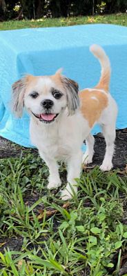 Davie FL Shih Tzu Meet Lila Rose A Pet For Adoption AdoptaPet