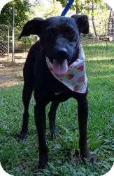 Manchester Terrier Mix Dog for Sale in Brattleboro, Vermont - Faith ($200 fee) Manchester Terrier Mix Dog for Sale in Brattleboro, Vermont - Faith ($200 fee)